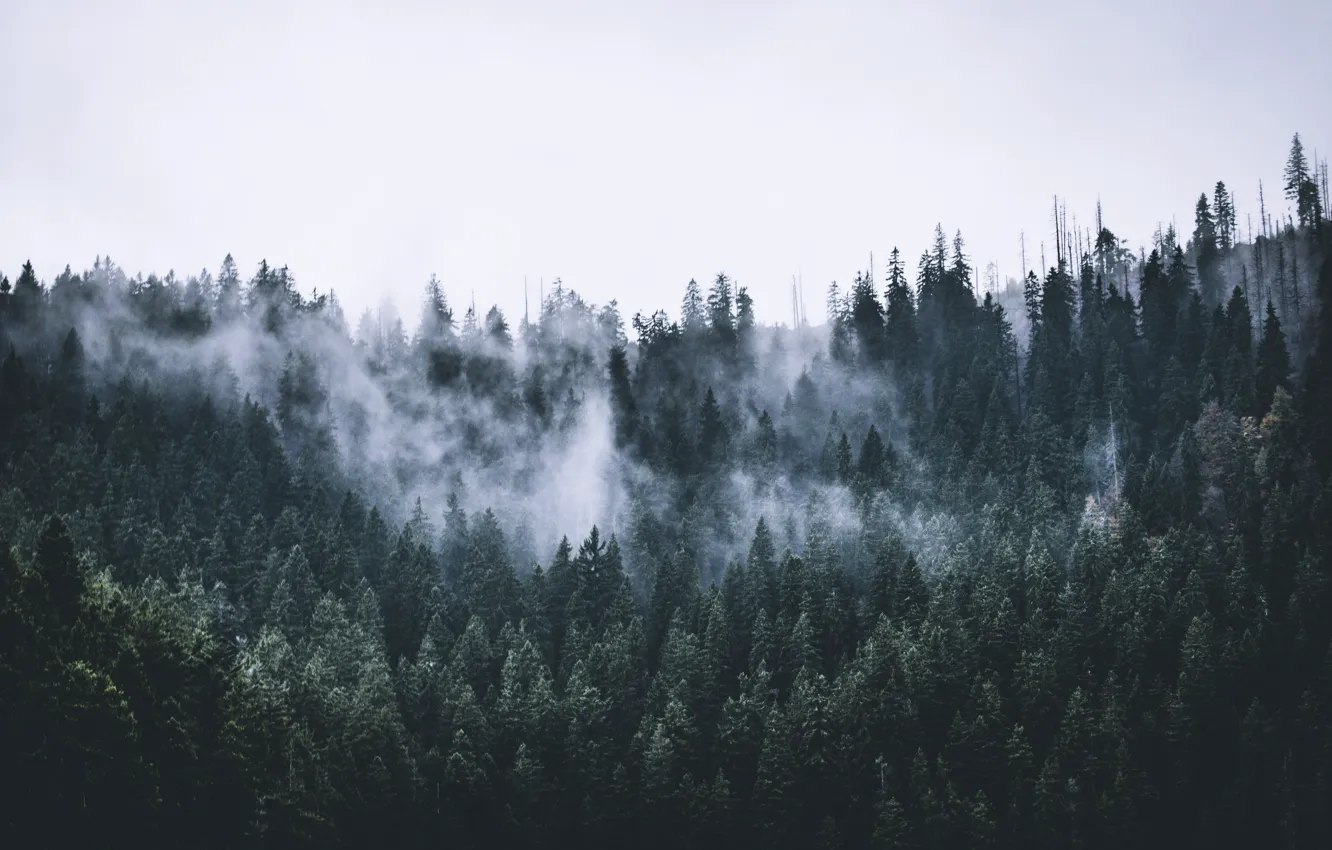 Photo wallpaper forest, trees, nature, fog