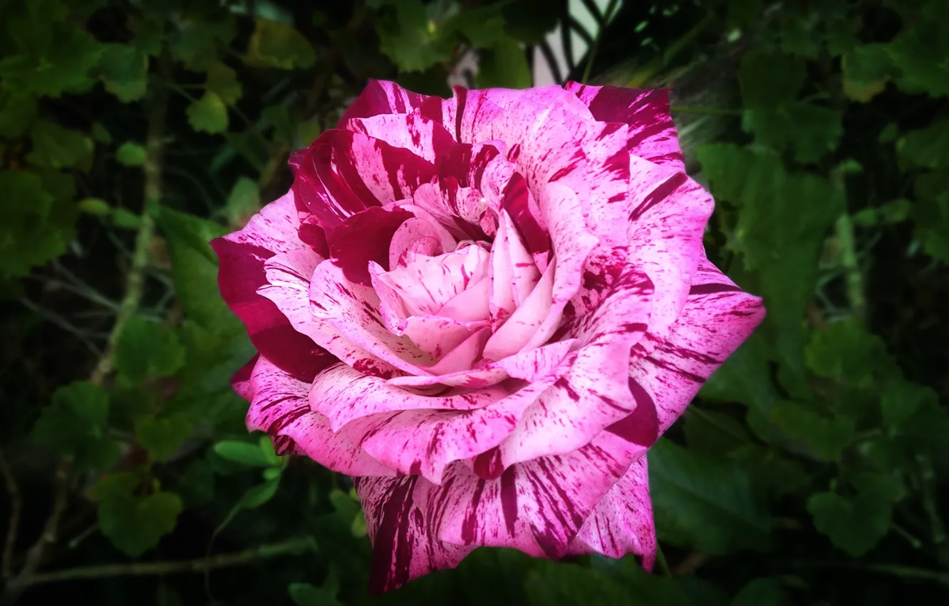 Photo wallpaper rose, flower, pink