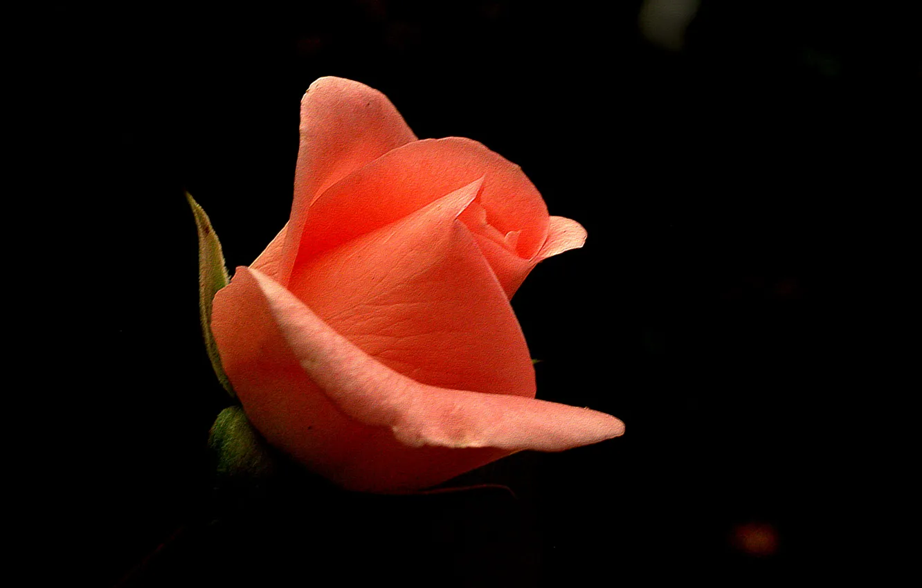 Photo wallpaper macro, nature, background, roses, petals, buds