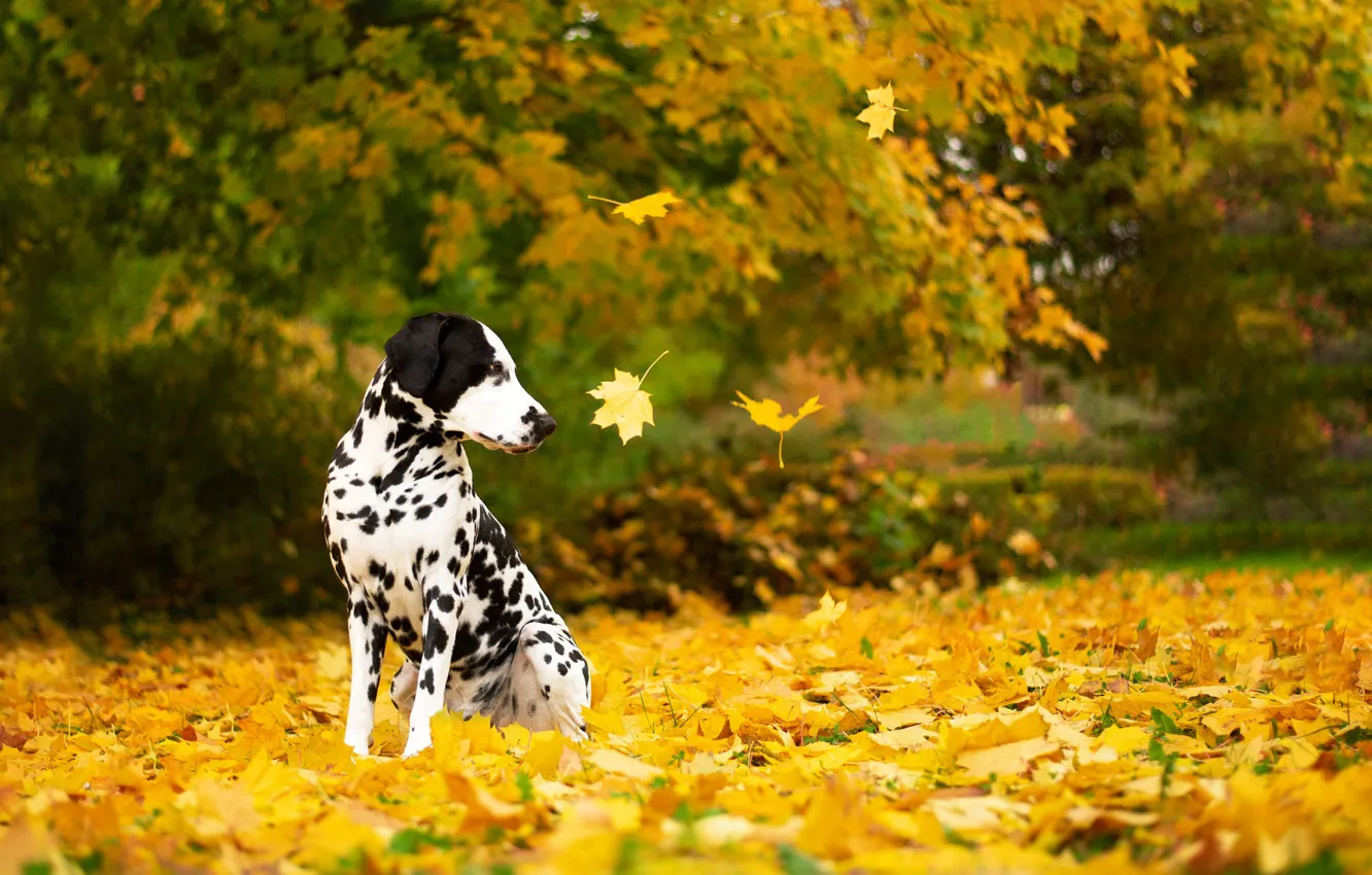Photo wallpaper autumn, dog, falling leaves