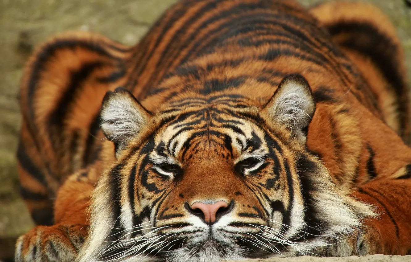 Photo wallpaper tiger, predator, lies, Sumatra