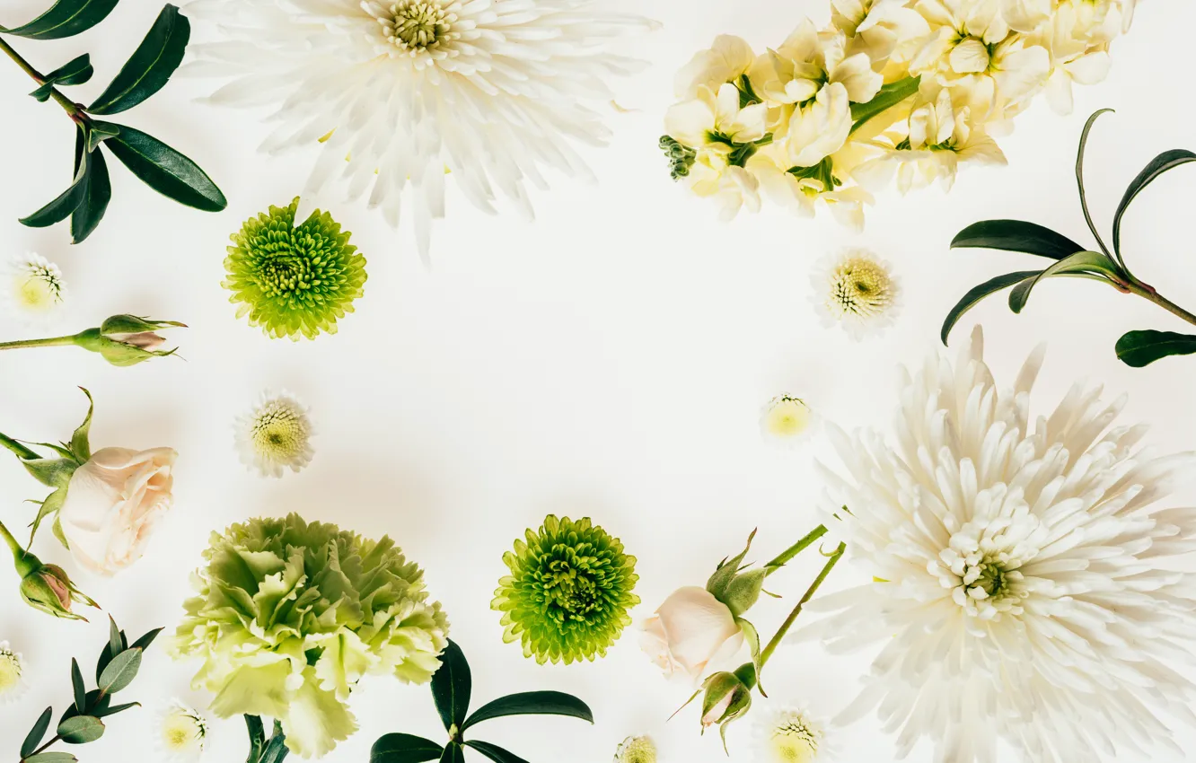 Photo wallpaper Flowers, chrysanthemum, clove