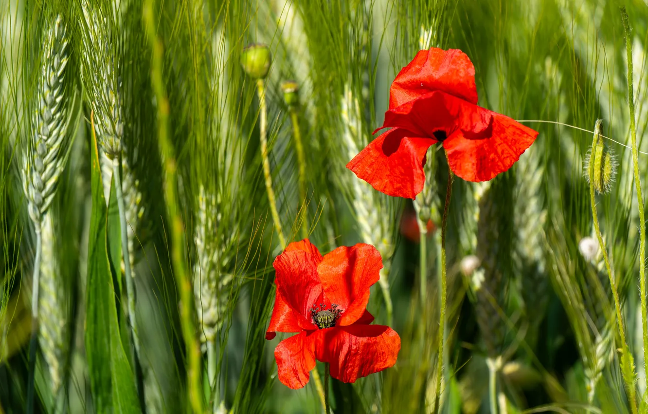 Photo wallpaper greens, summer, flowers, red, rye, Maki, ears, cereals