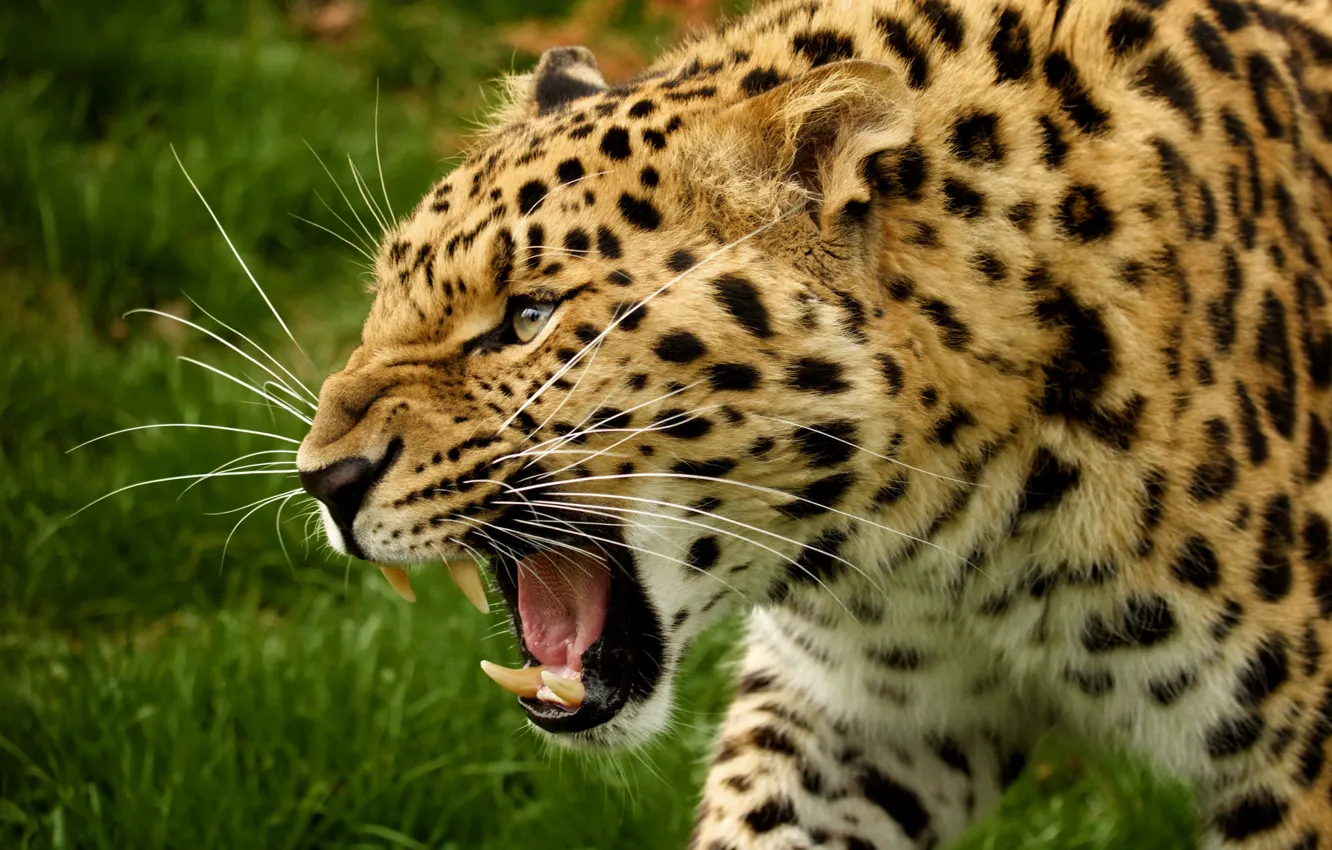 Photo wallpaper face, predator, fangs, wild cat, the Amur leopard