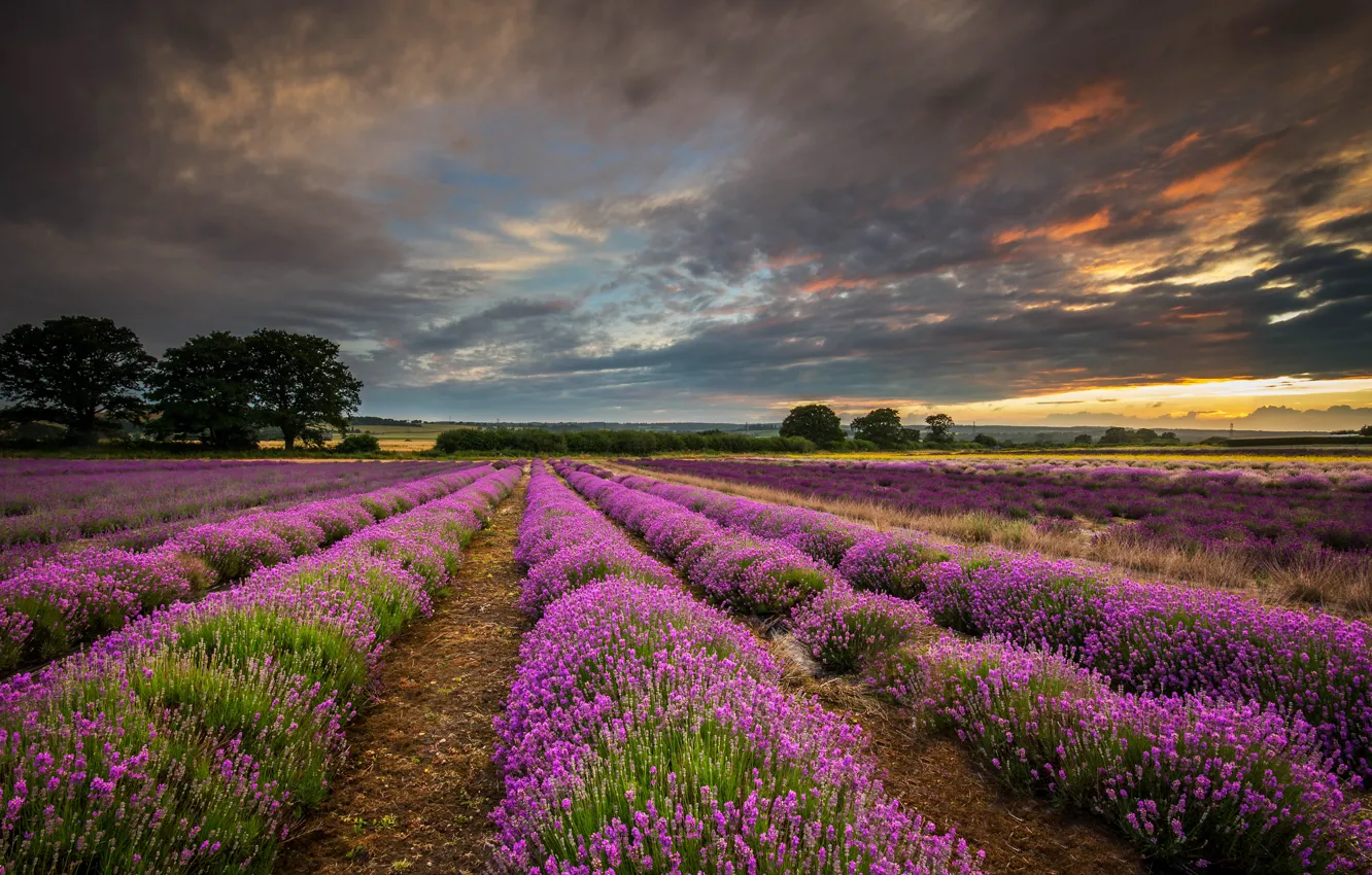 Photo wallpaper field, clouds, sunset, nature, England, UK, lavender, Hampshire County