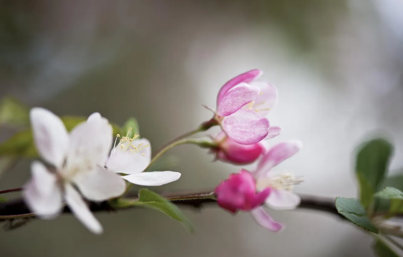 Photo wallpaper flowers, branches, spring, fruit tree