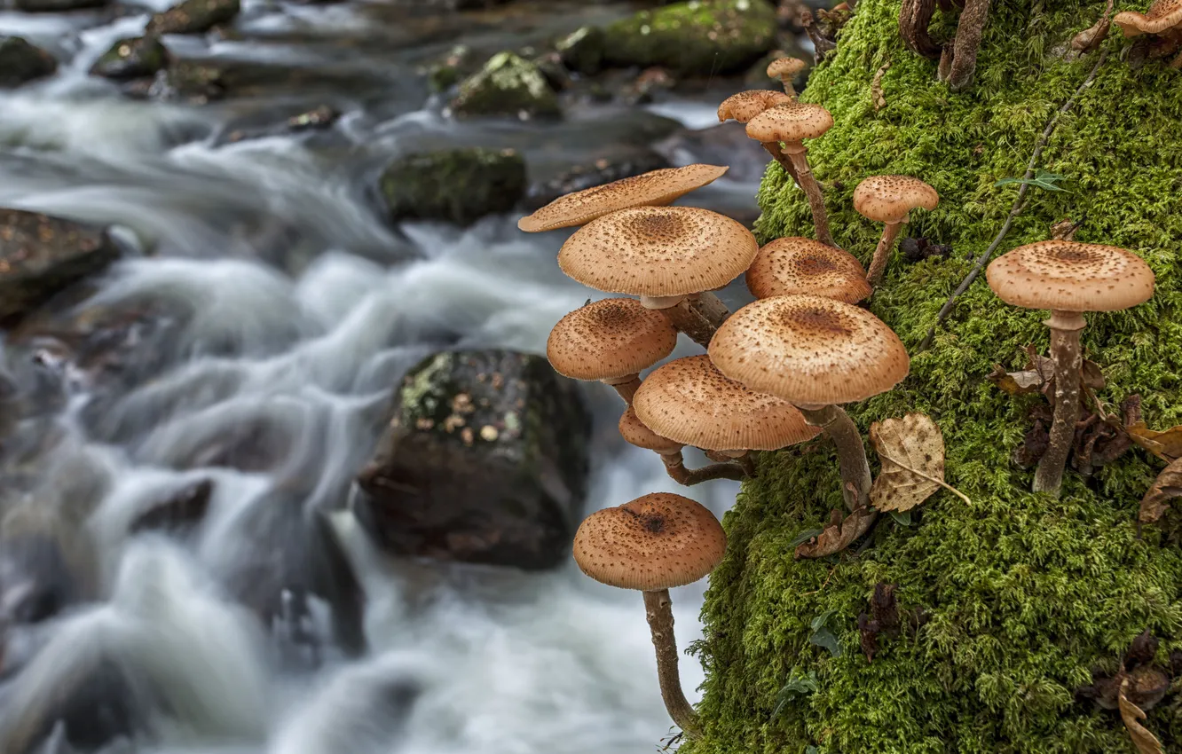 Photo wallpaper macro, river, mushrooms, moss, mushrooms