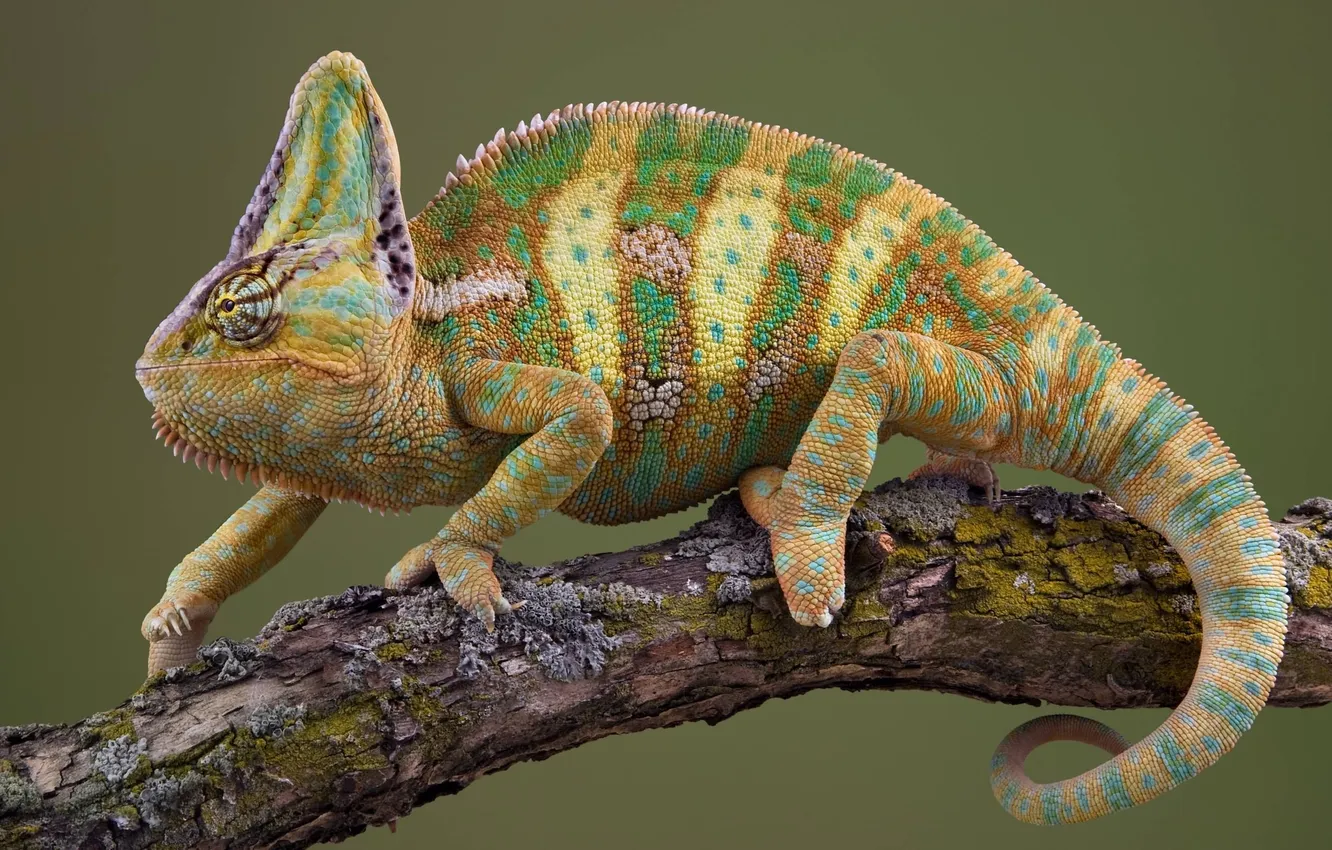 Photo wallpaper chameleon, branch, lizard, reptile