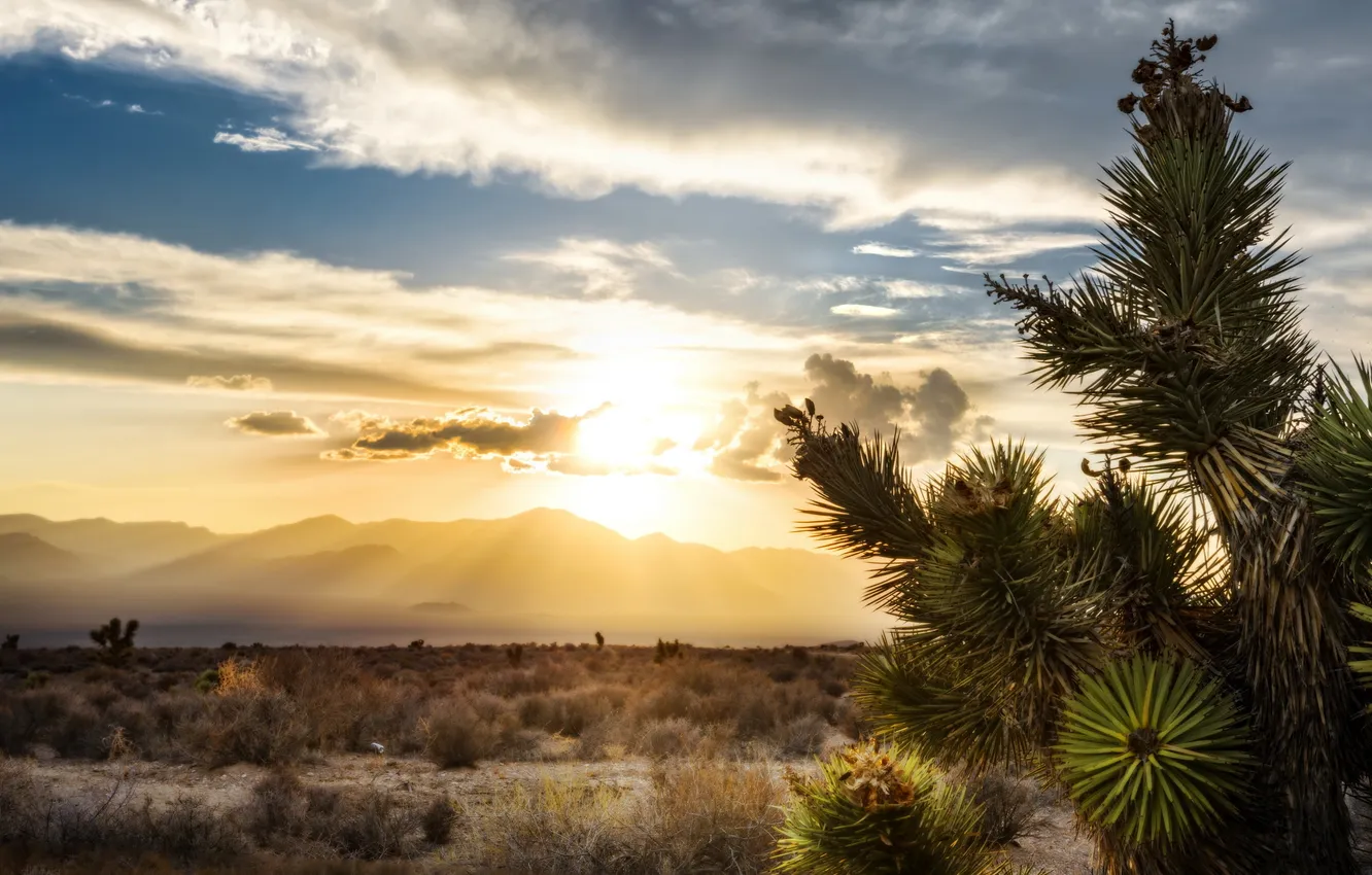 Photo wallpaper desert, sunset, Nevada