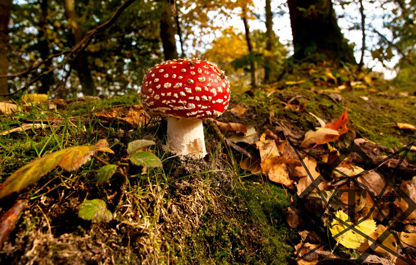 Photo wallpaper autumn, forest, leaves, mushroom, mushroom, hill