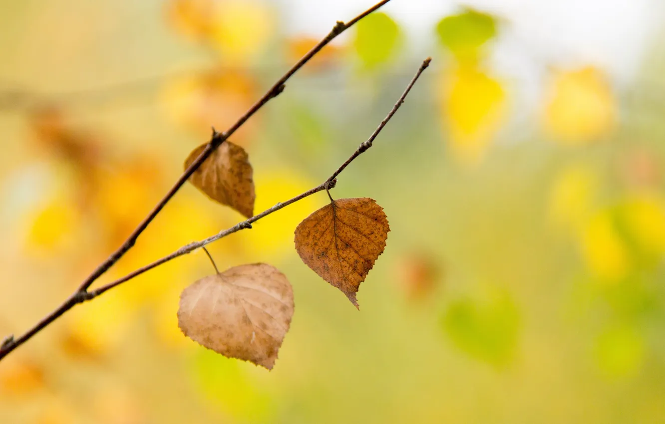 Photo wallpaper autumn, leaves, trees, yellow