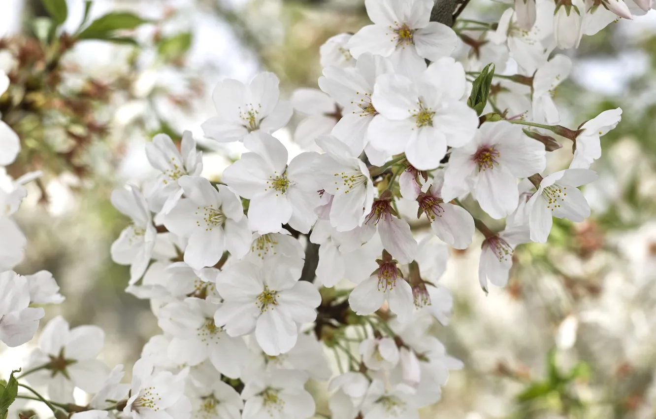 Photo wallpaper macro, cherry, branch