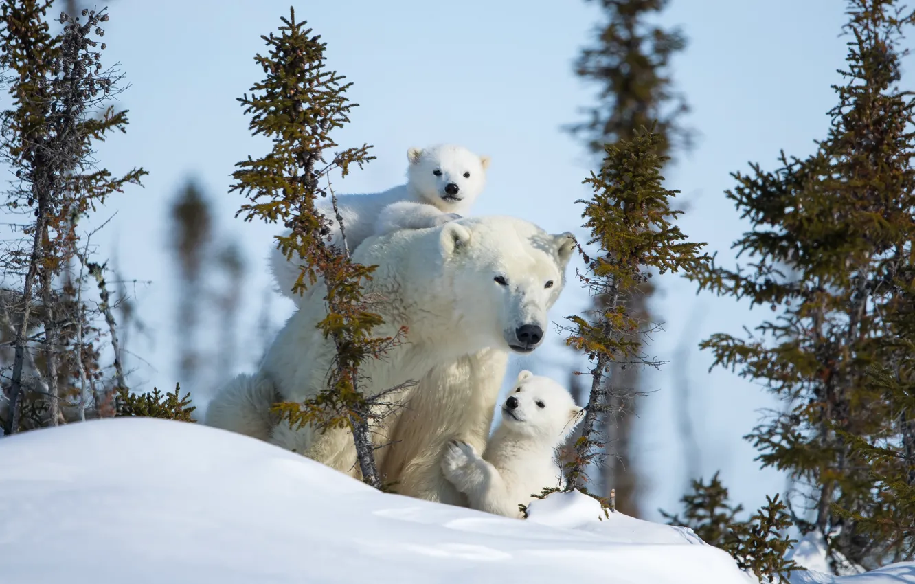 Photo wallpaper winter, snow, trees, nature, the snow, bear, polar bears, bear