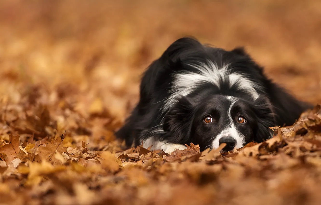 Photo wallpaper autumn, look, leaves, foliage, dog, bokeh, The border collie