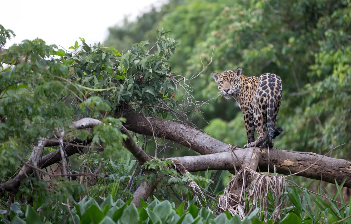 Photo wallpaper tree, predator, branch, Jaguar