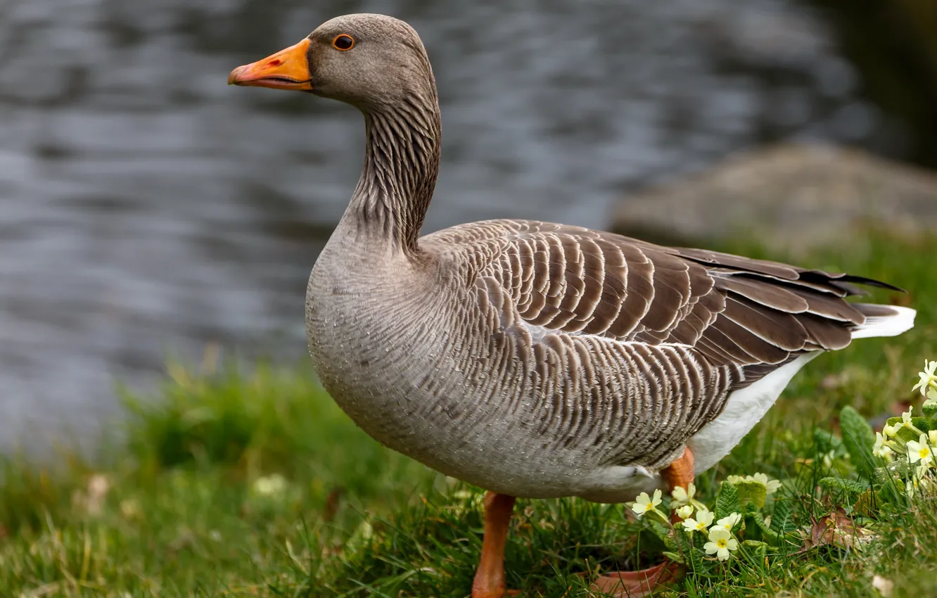 Photo wallpaper grey, glade, pond, bird, grass, geese