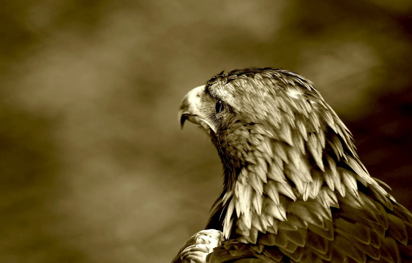 Photo wallpaper bird, predator, hawk