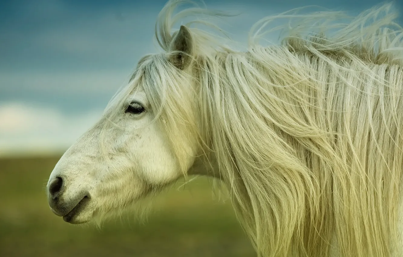 Photo wallpaper horse, mane, horse