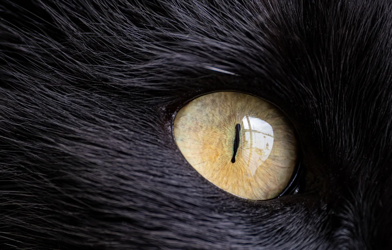 Photo wallpaper cat, eyes, cat, look, macro, black