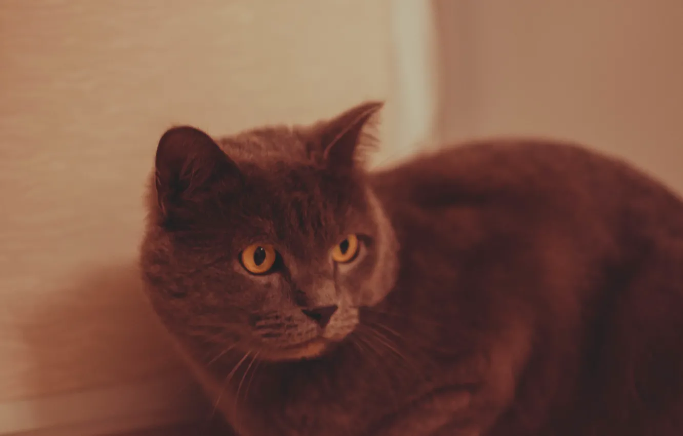 Photo wallpaper grey, Cat, British