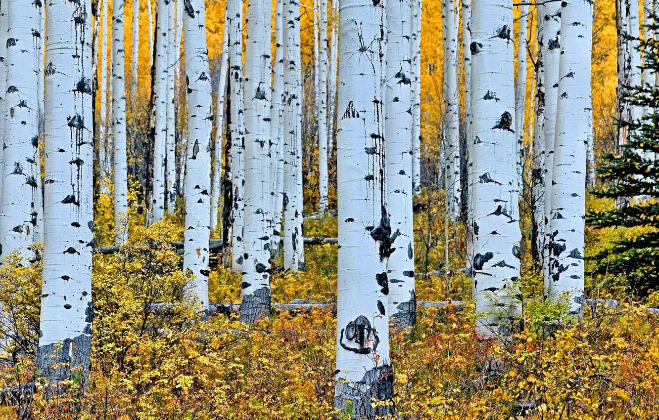 Photo wallpaper autumn, forest, trees, trunk, birch, grove, aspen