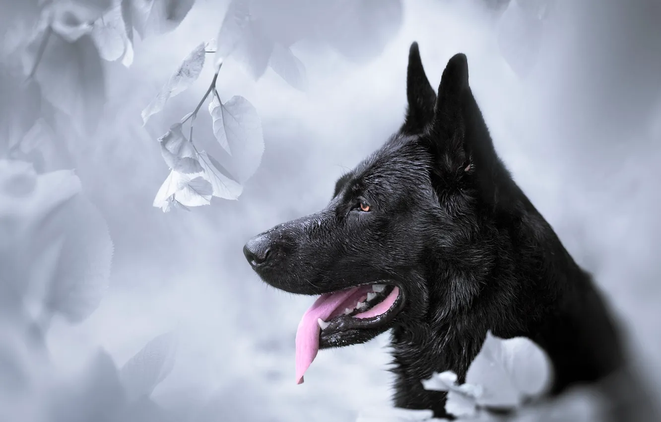 Photo wallpaper face, background, dog, profile, German shepherd