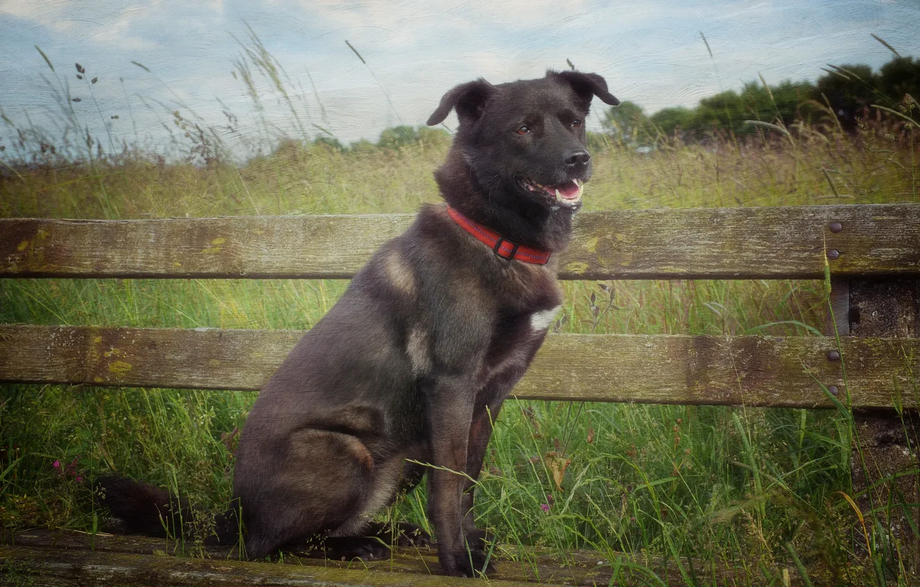 Photo wallpaper field, summer, grass, bench, dog, texture