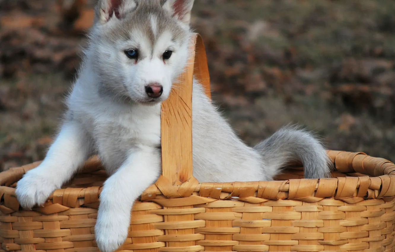 Photo wallpaper basket, dog, puppy, husky