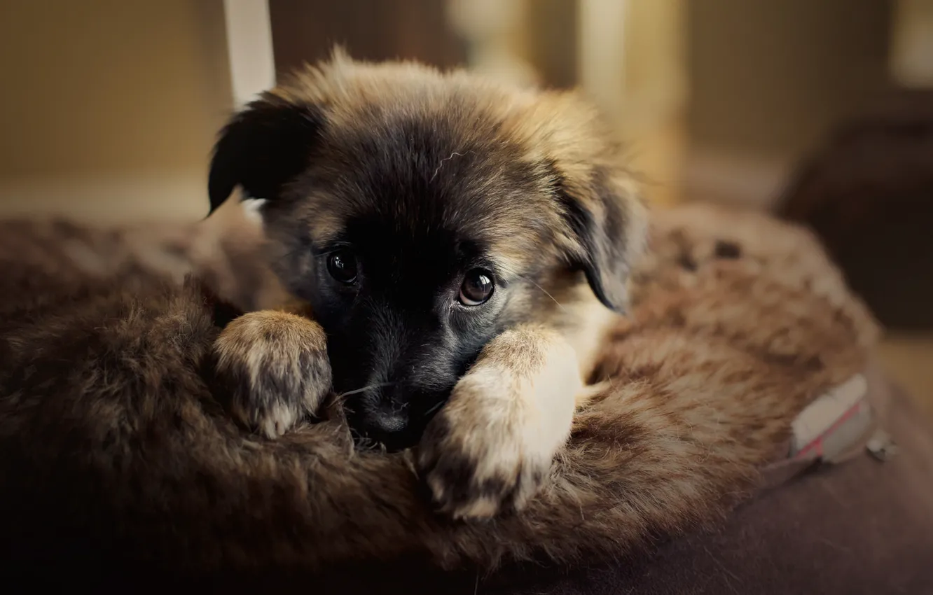 Photo wallpaper look, dog, puppy