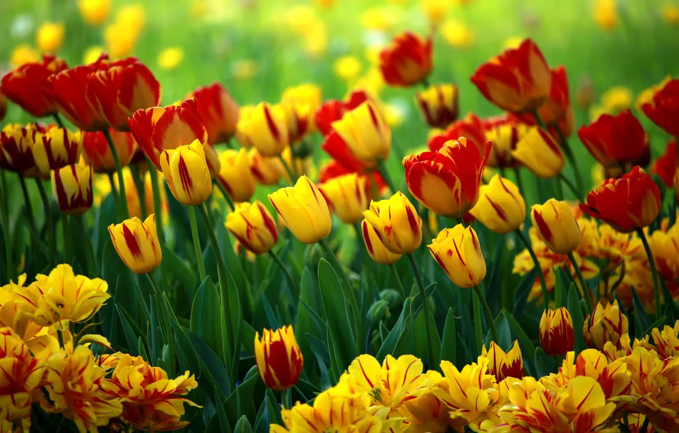 Photo wallpaper flowers, bright, yellow, tulips, red, flowerbed, different, bokeh