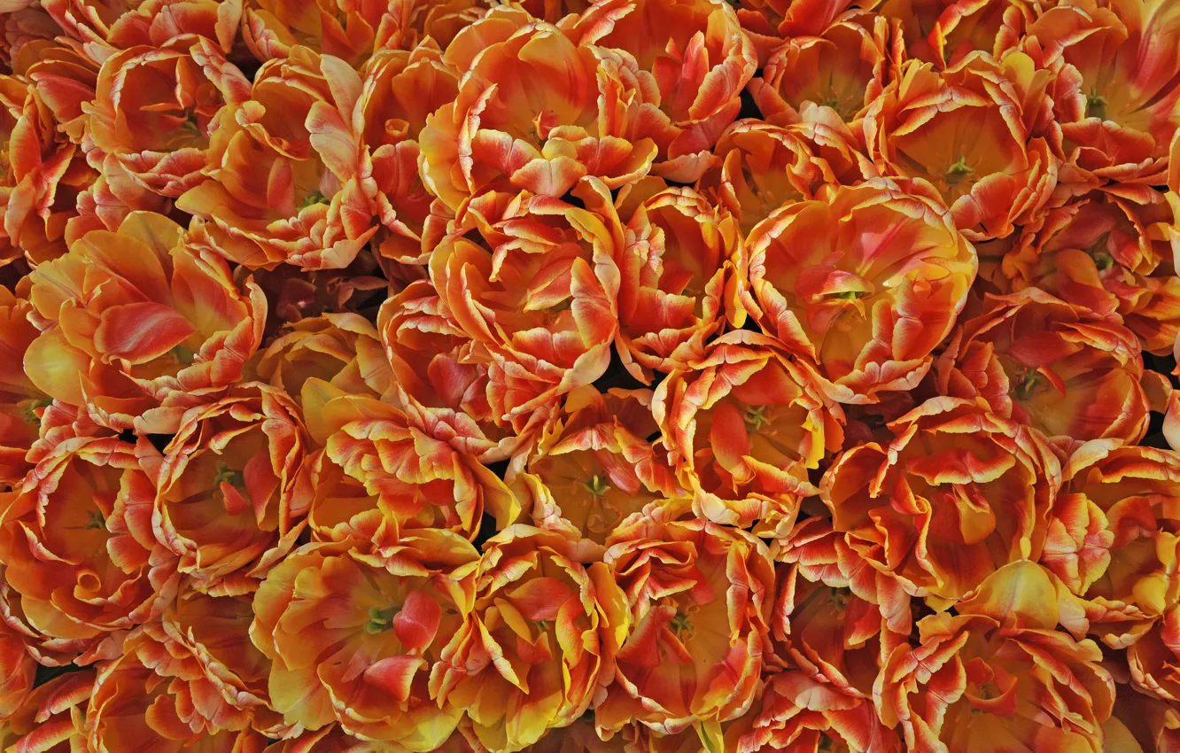 Photo wallpaper orange, texture, petals, tulips, a lot