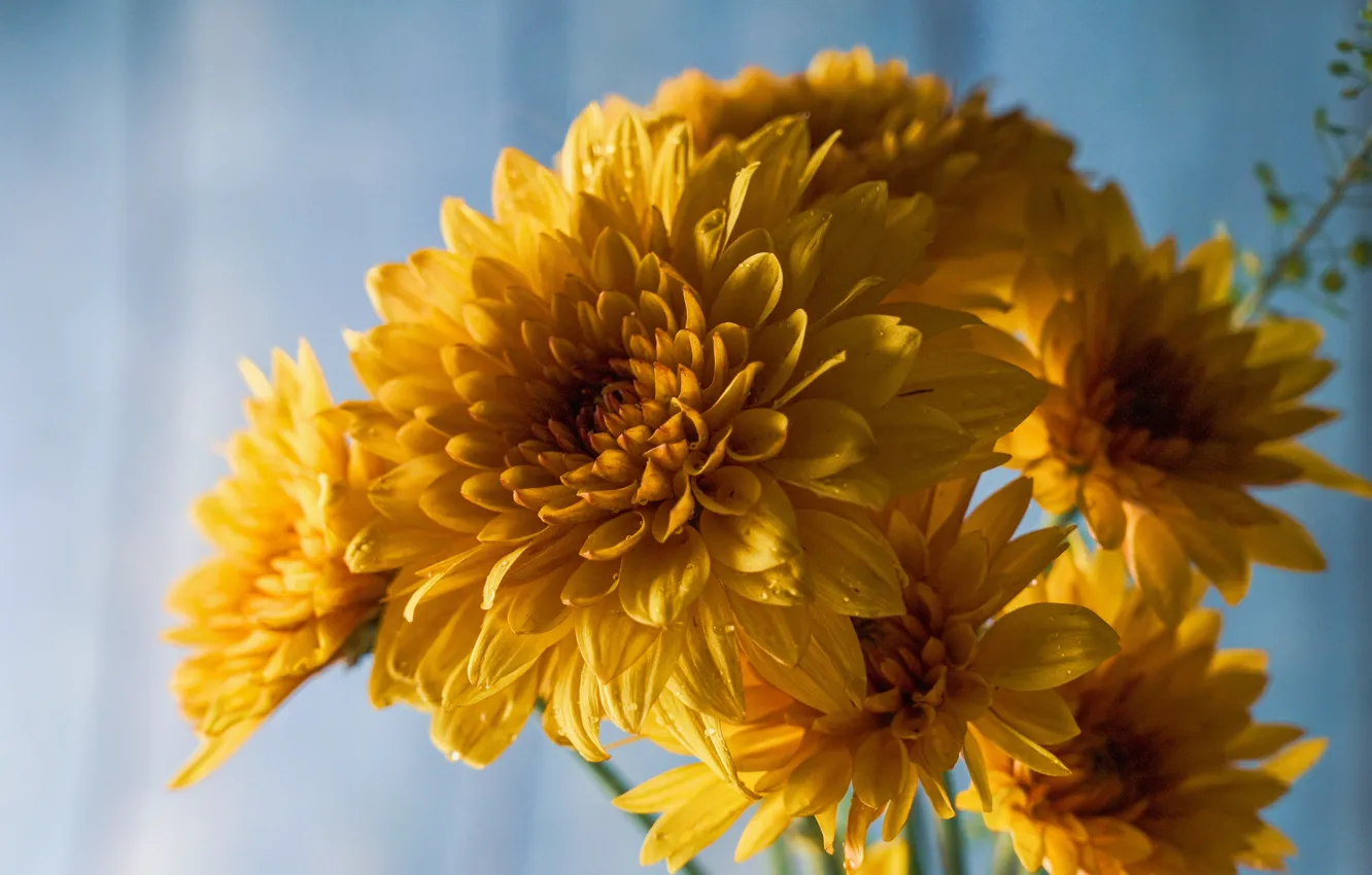 Photo wallpaper drops, flowers, yellow, bouquet, dahlias