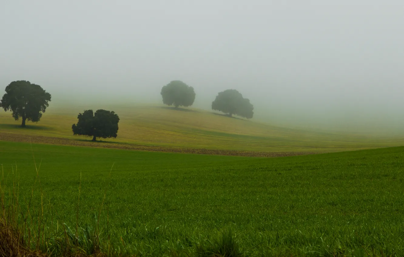 Photo wallpaper grass, trees, nature, fog, crown