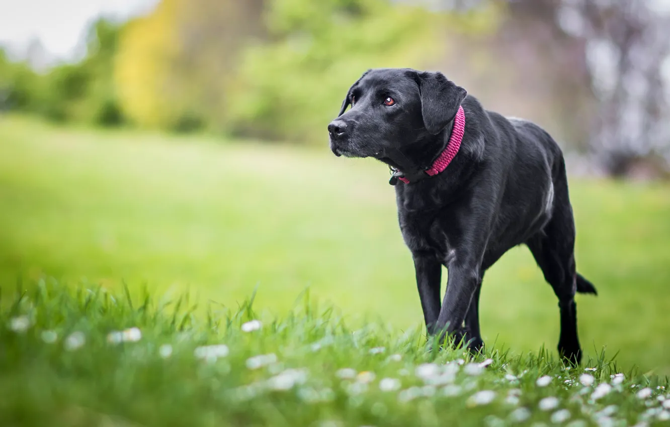Photo wallpaper greens, grass, flowers, nature, background, lawn, glade, black