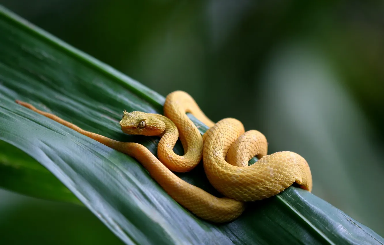 Photo wallpaper leaves, yellow, snake