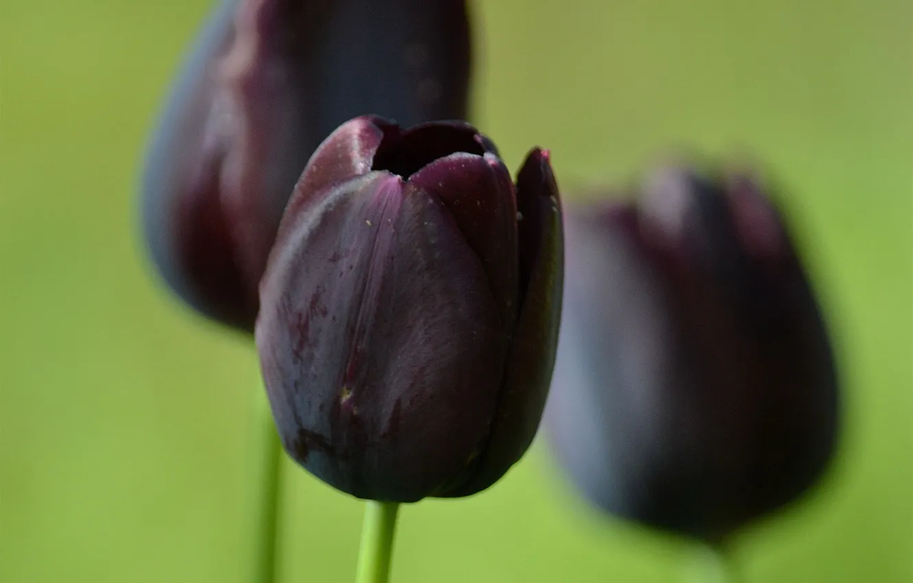 Photo wallpaper flowers, tulips, dark, black