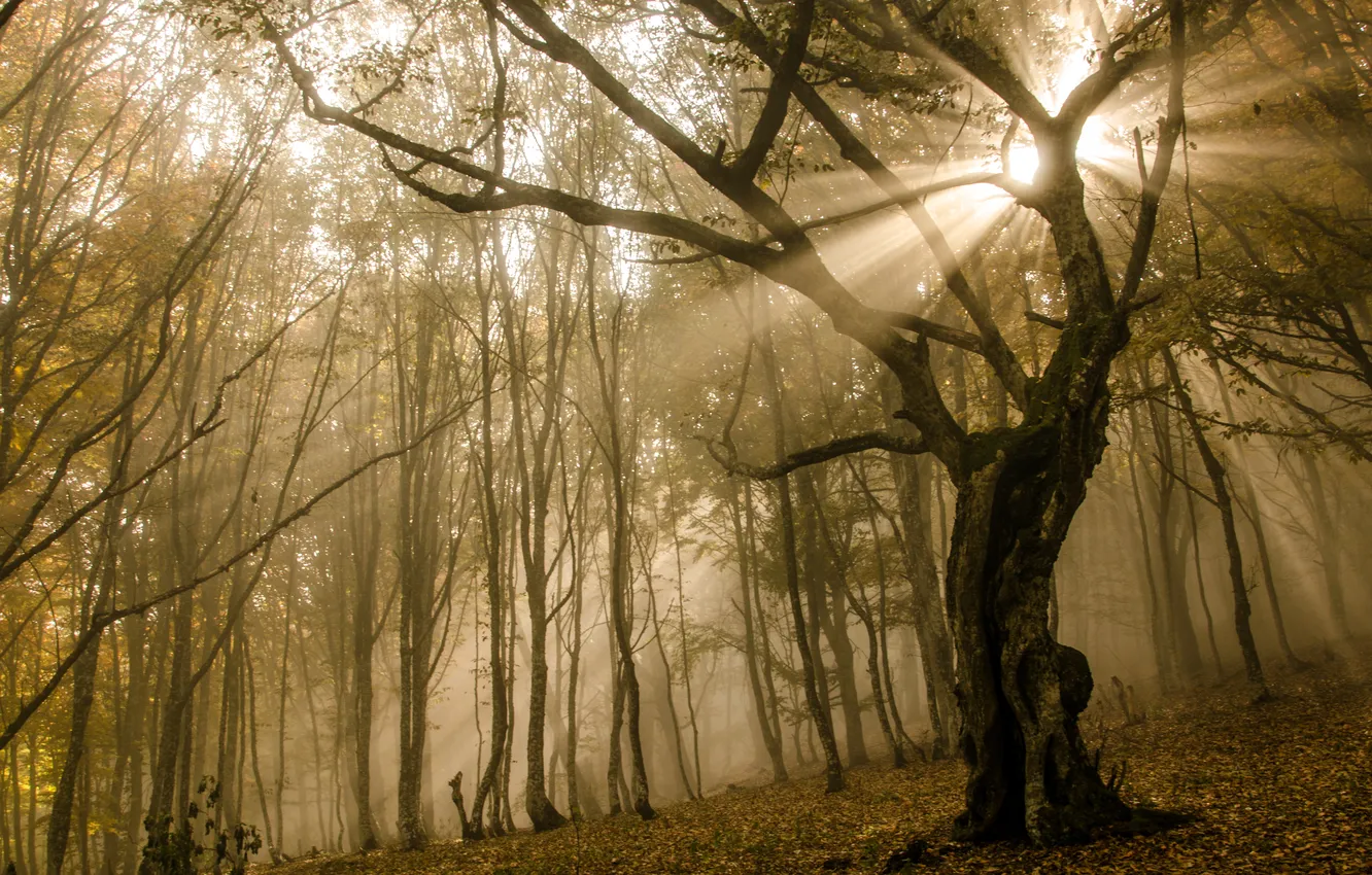 Photo wallpaper autumn, the sun, rays, trees, branches, fog, foliage, Forest
