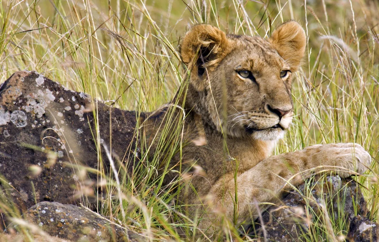 Photo wallpaper Leo, cub, lion