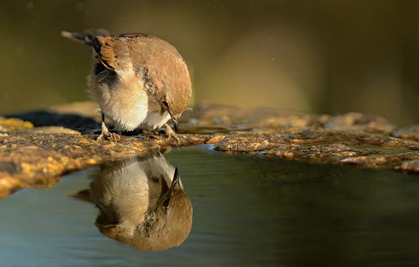 Photo wallpaper water, reflection, bird