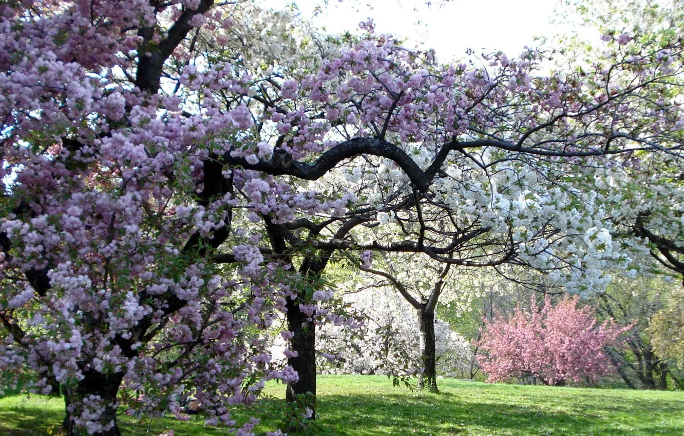 Photo wallpaper trees, color, spring, garden, pink