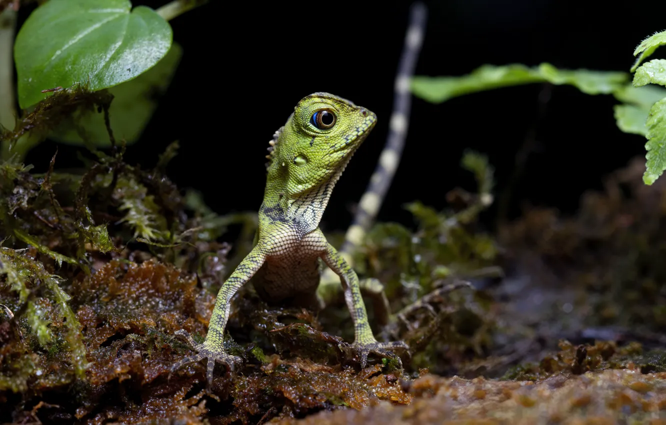 Photo wallpaper leaves, the dark background, lizard, Agama, gonocephalus, chameleon