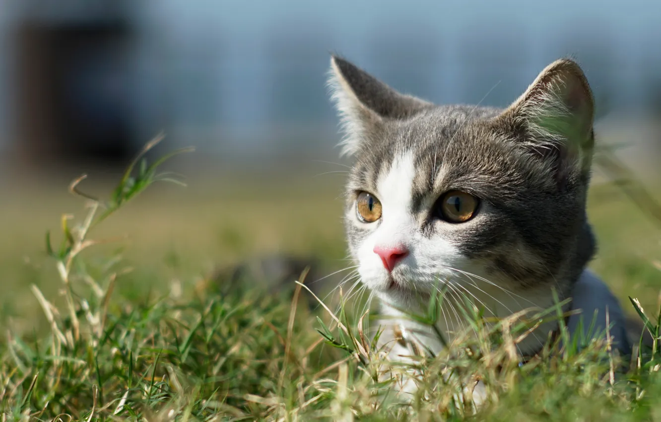 Photo wallpaper cat, grass, look, muzzle, kitty