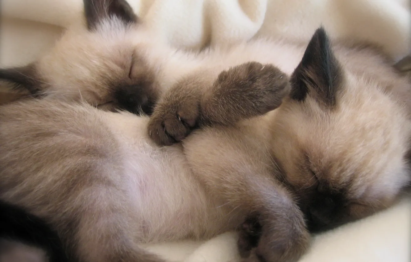 Photo wallpaper cats, sleep, Siamese