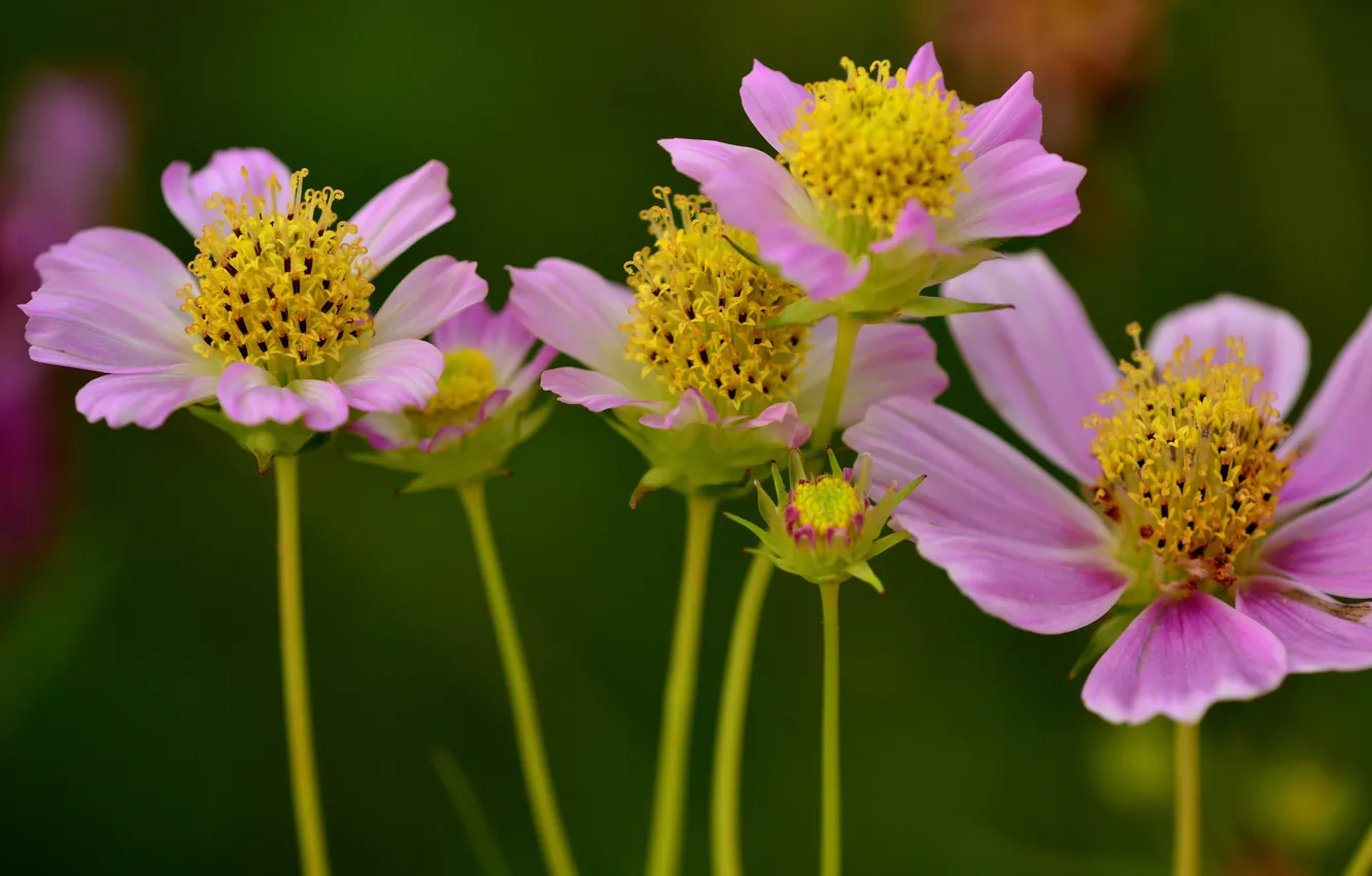 Photo wallpaper space, macro, kosmeya