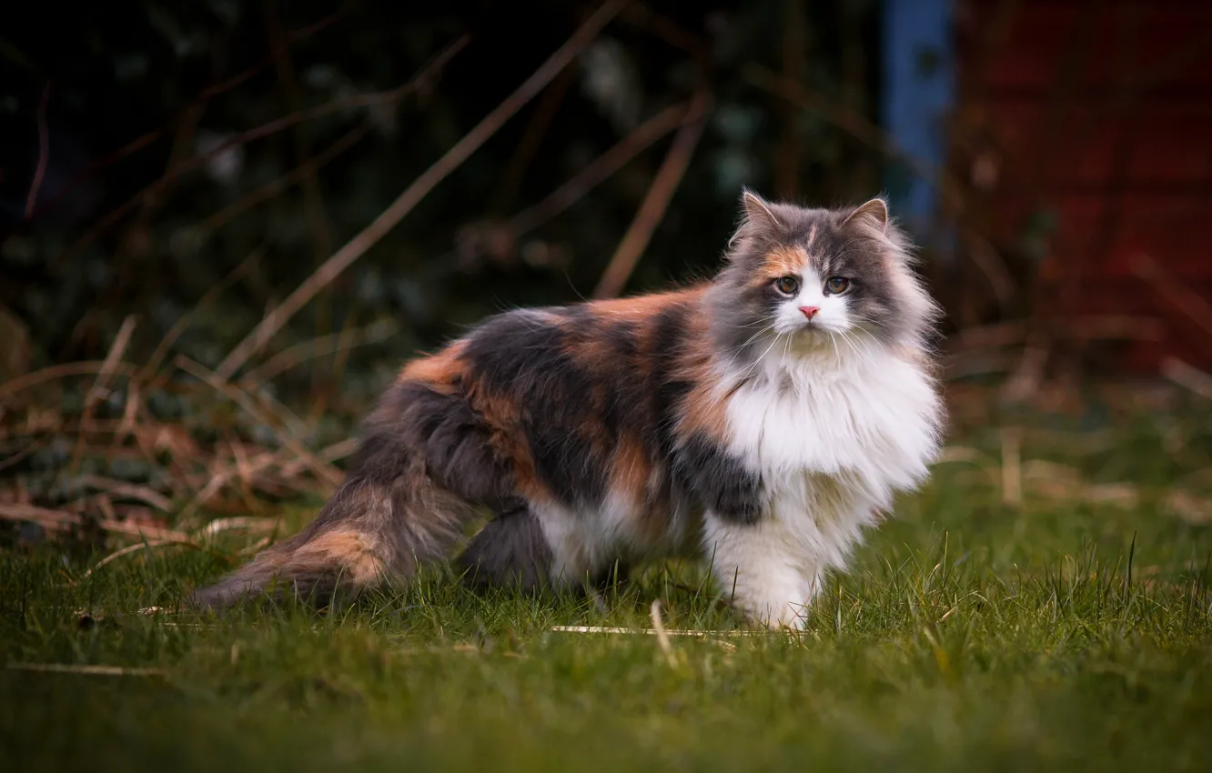 Photo wallpaper cat, grass, cat, look, branches, glade, spring, fluffy