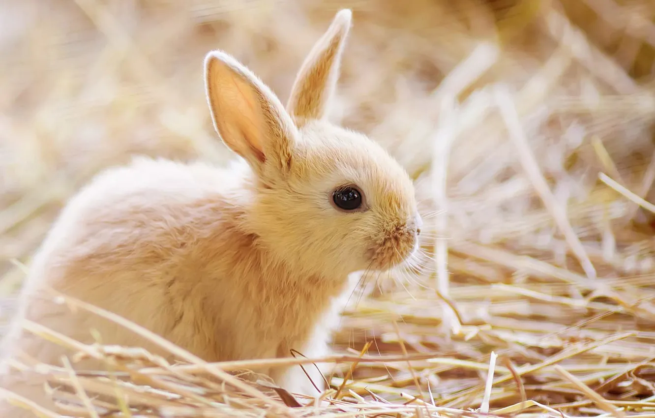 Photo wallpaper white, rabbit, straw, bokeh, rabbit