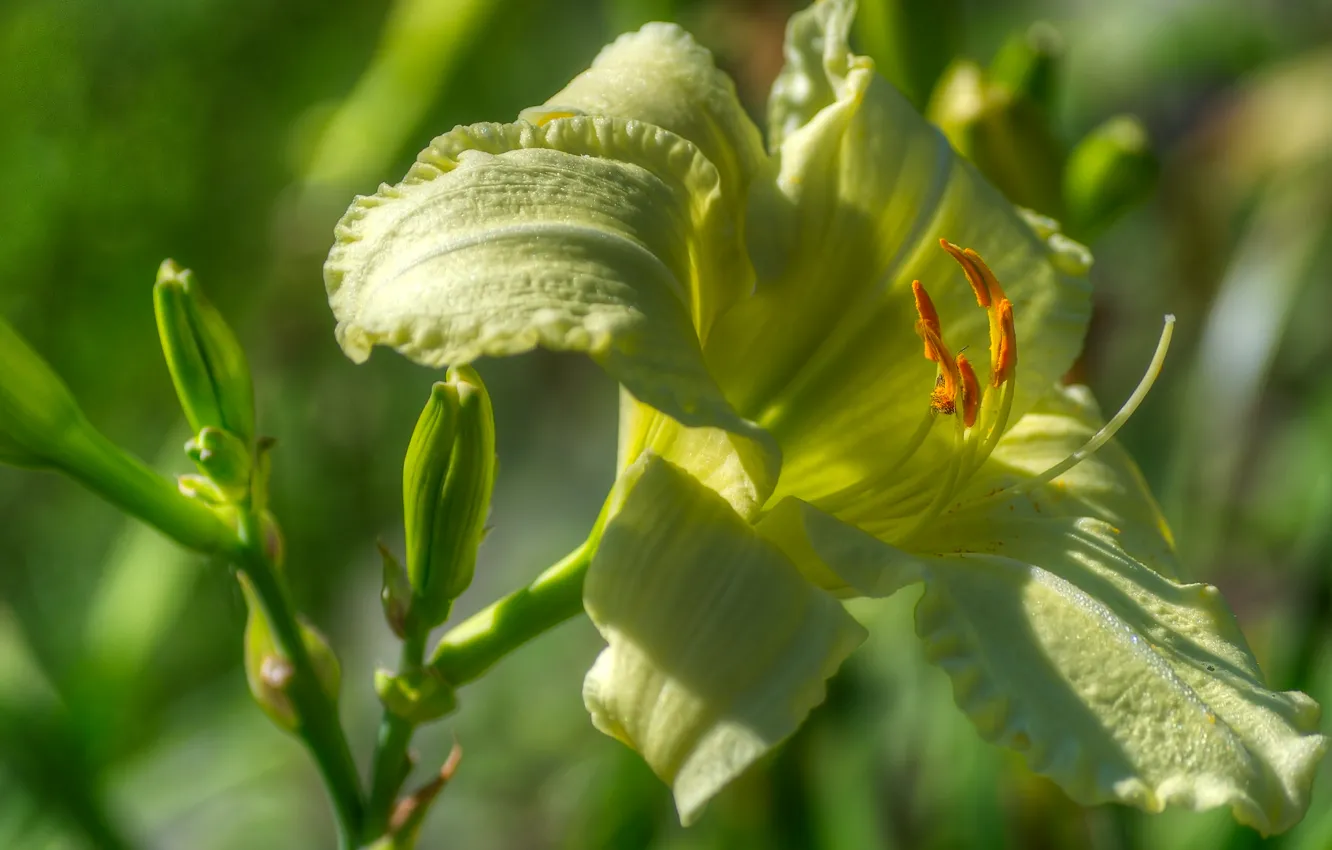 Photo wallpaper macro, Lily, petals, stamens, buds