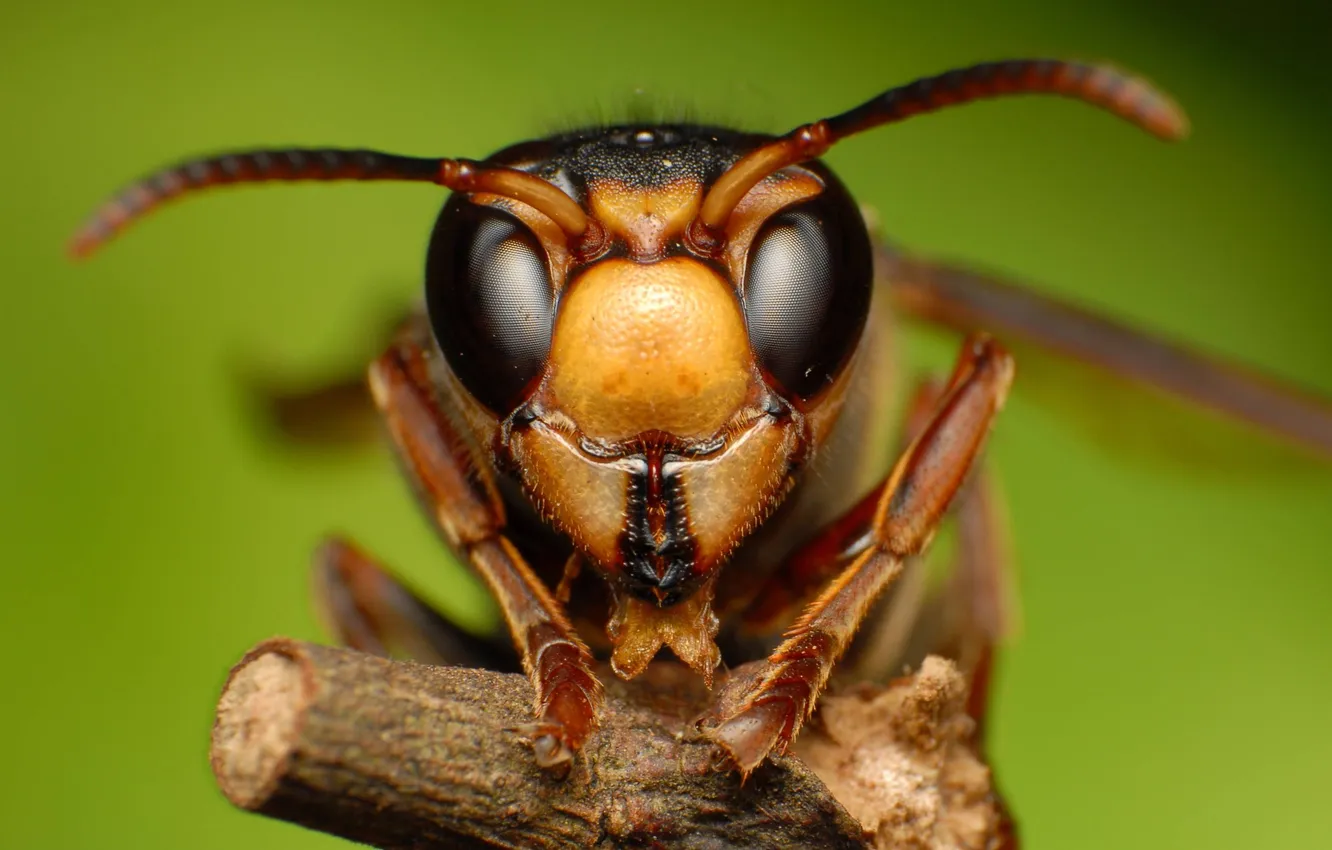 Photo wallpaper macro, branches, nature, insect, hornet, nature, macro, Hornet