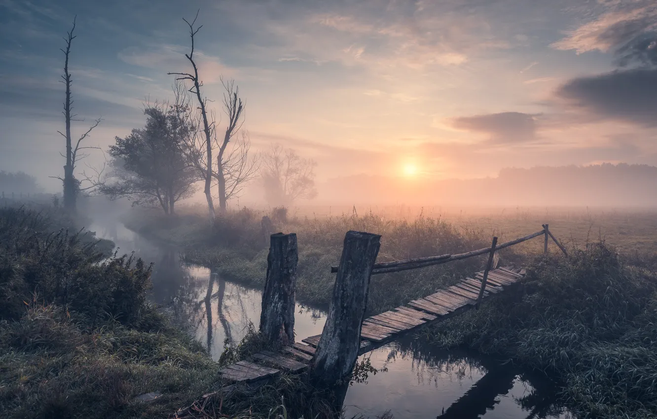 Photo wallpaper grass, the sun, trees, bridge, fog, dawn, shore, morning