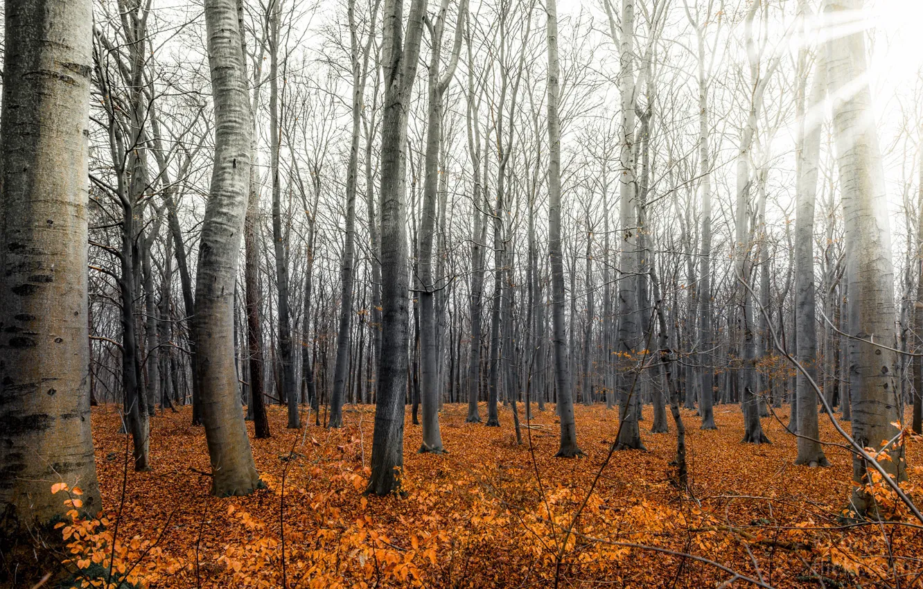 Photo wallpaper autumn, forest, nature